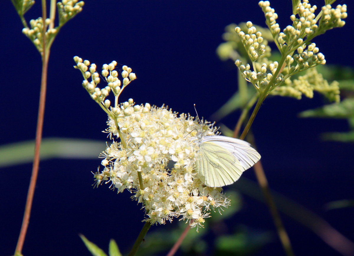 Filipendula ulmaria (door Peter Meininger)