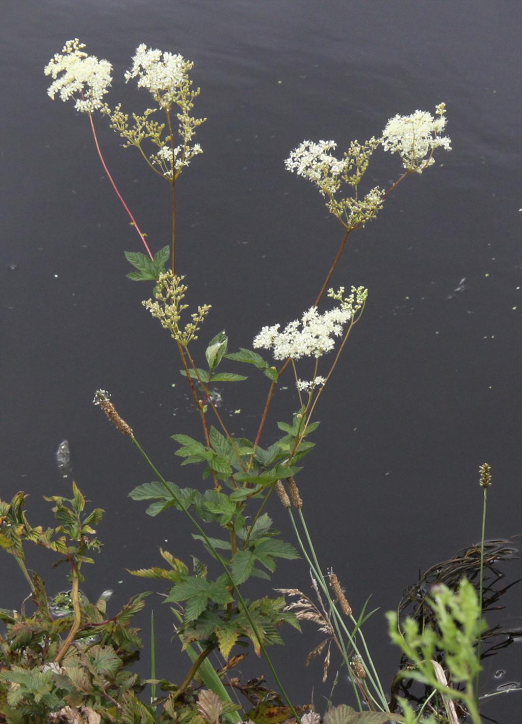 Filipendula ulmaria (door Peter Meininger)