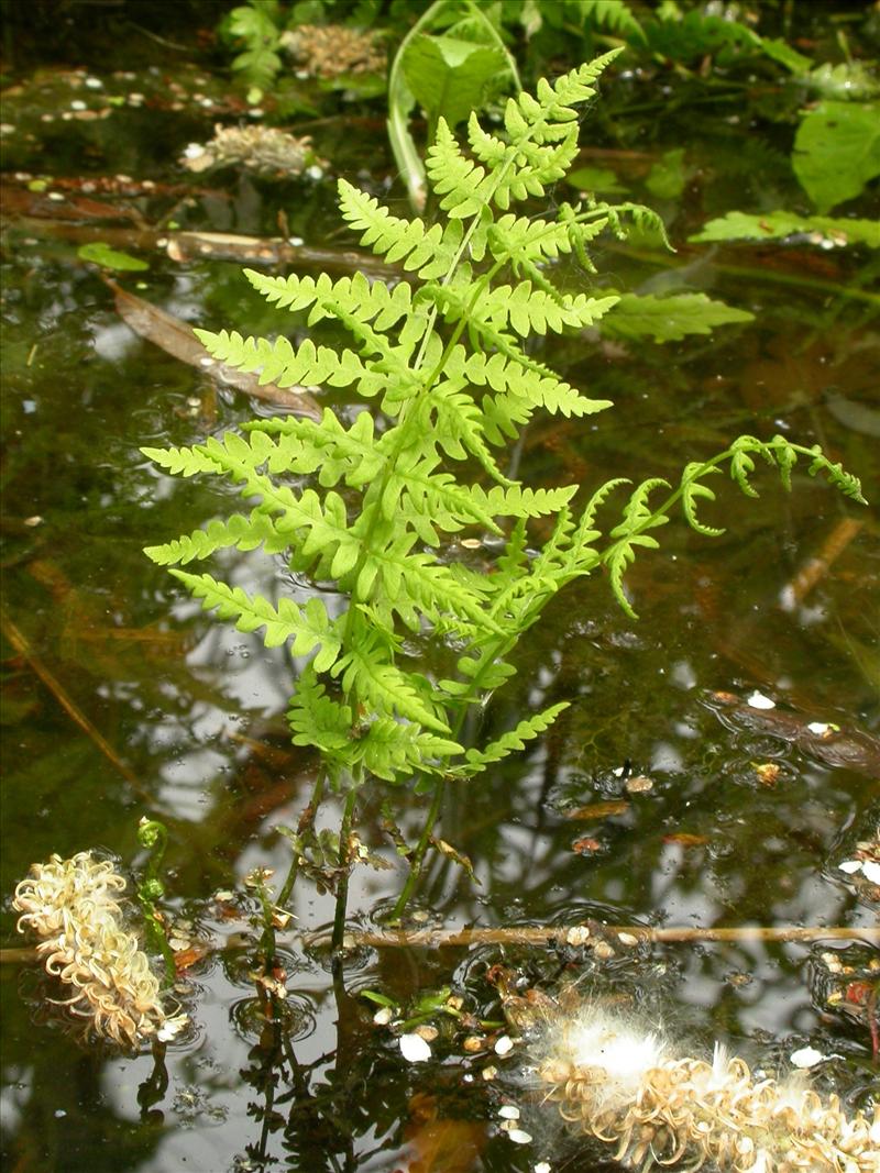 Thelypteris palustris (door Laurens Sparrius)