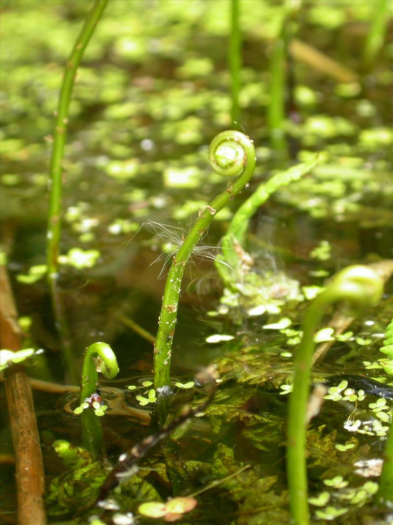 Thelypteris palustris (door Laurens Sparrius)