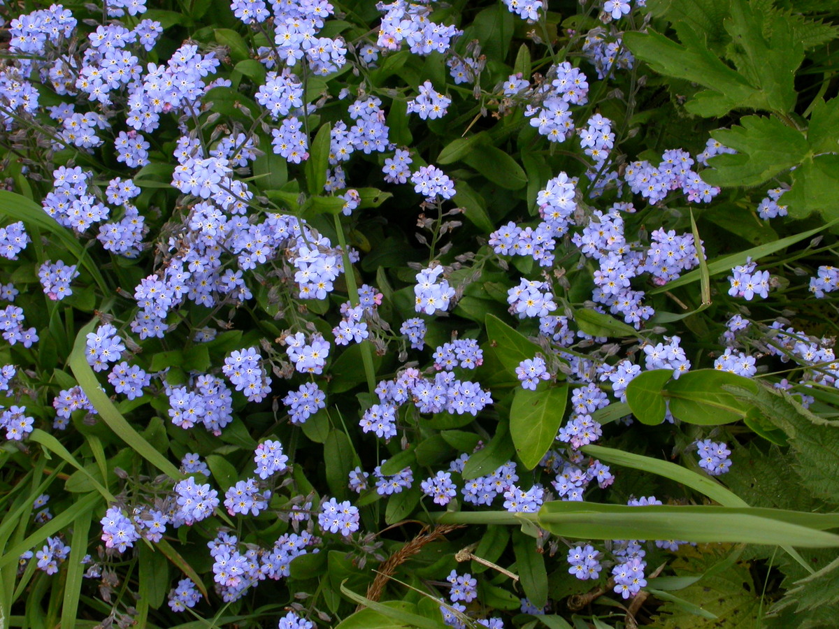 Myosotis arvensis (door Peter Meininger)
