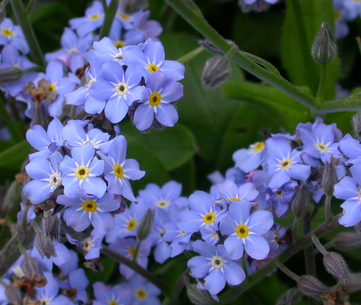 Myosotis arvensis (door Peter Meininger)