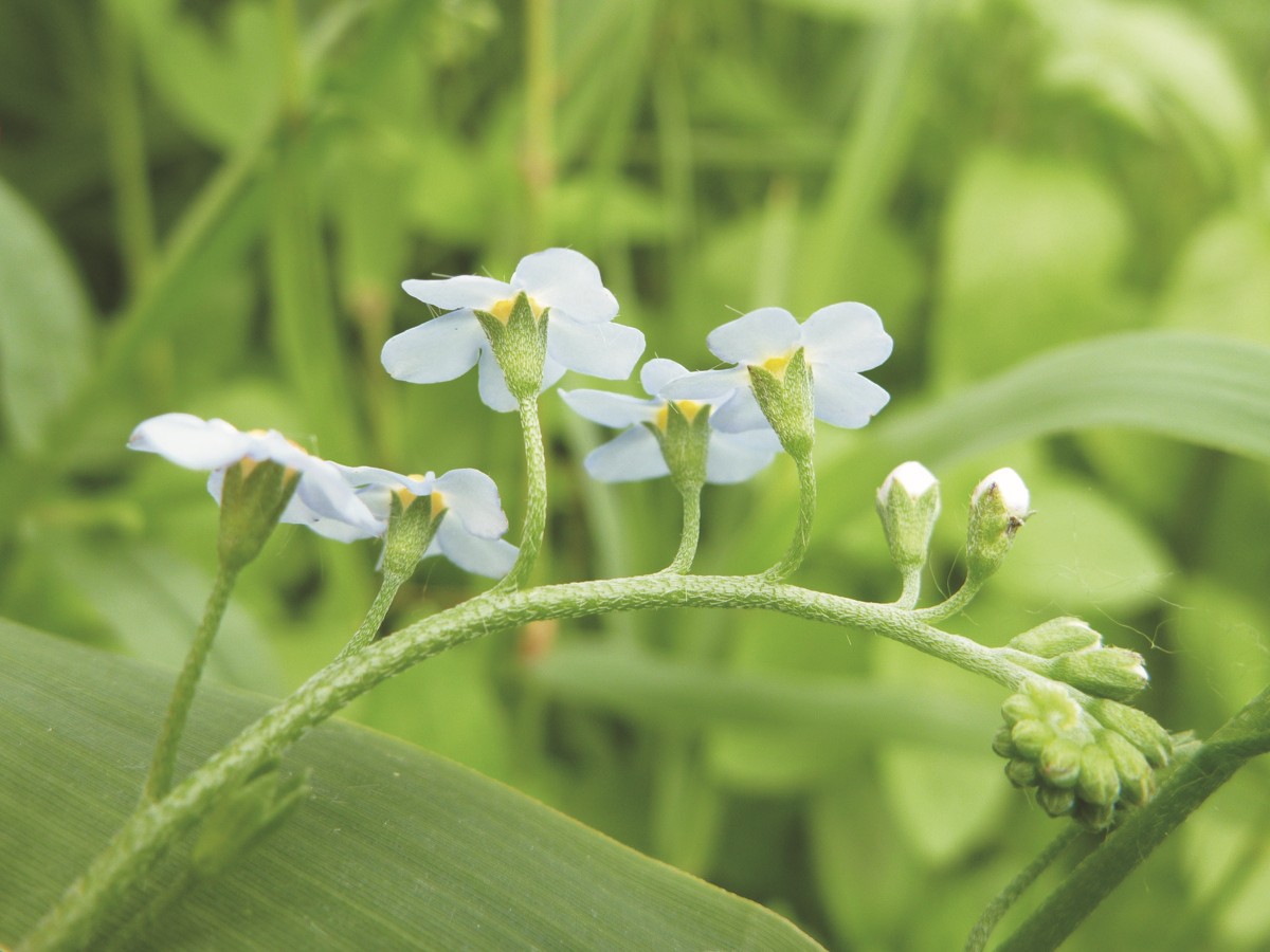 Myosotis scorpioides subsp. scorpioides (door Cor Nonhof)