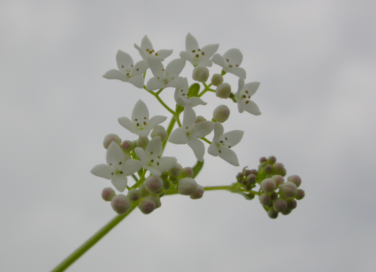 Galium palustre (door Peter Meininger)