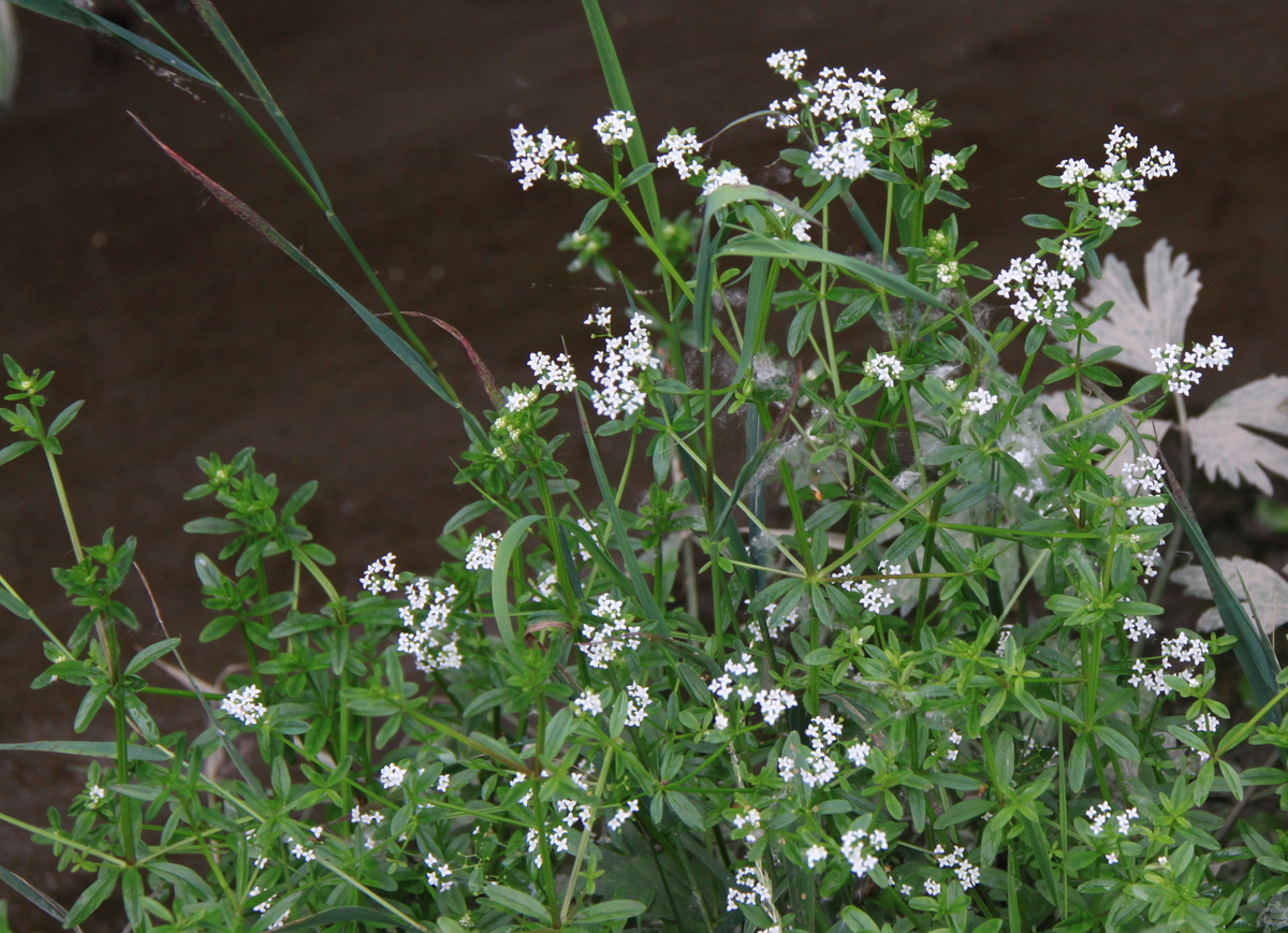 Galium palustre (door Peter Meininger)