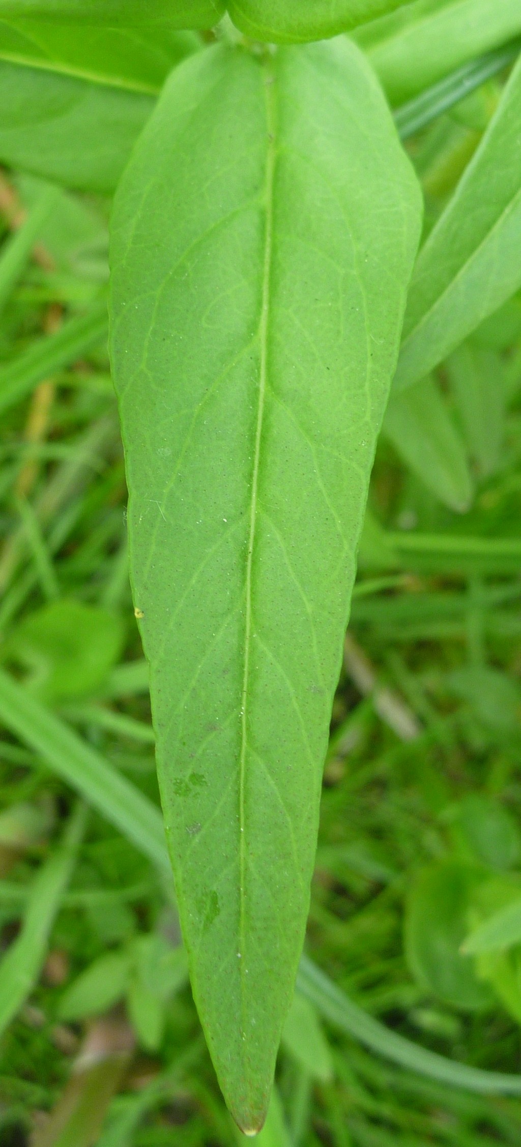 Lysimachia thyrsiflora (door Cor Nonhof)