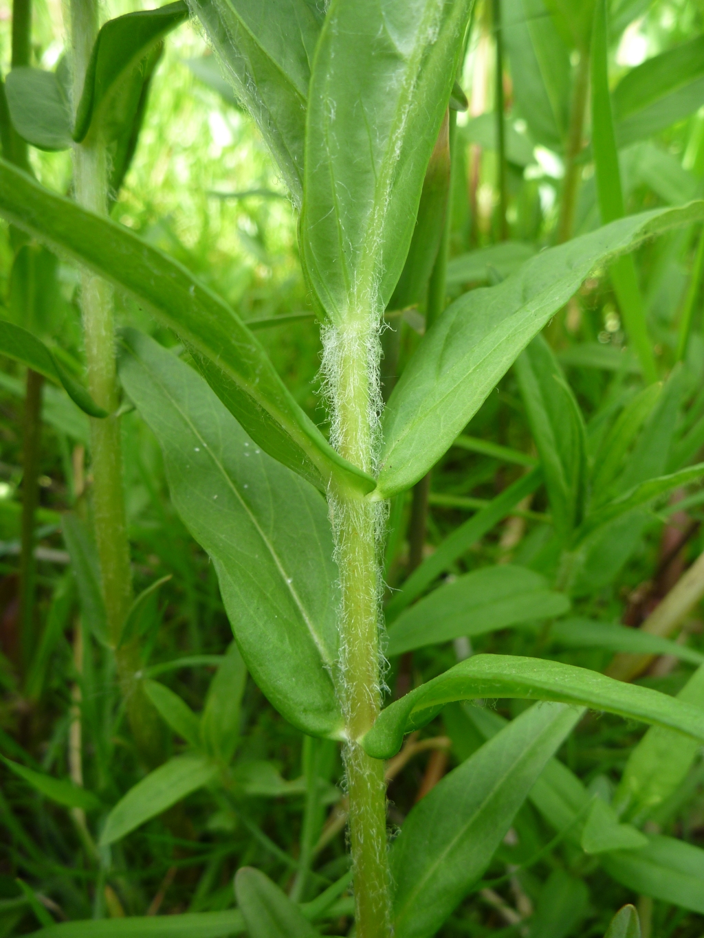 Lysimachia thyrsiflora (door Cor Nonhof)