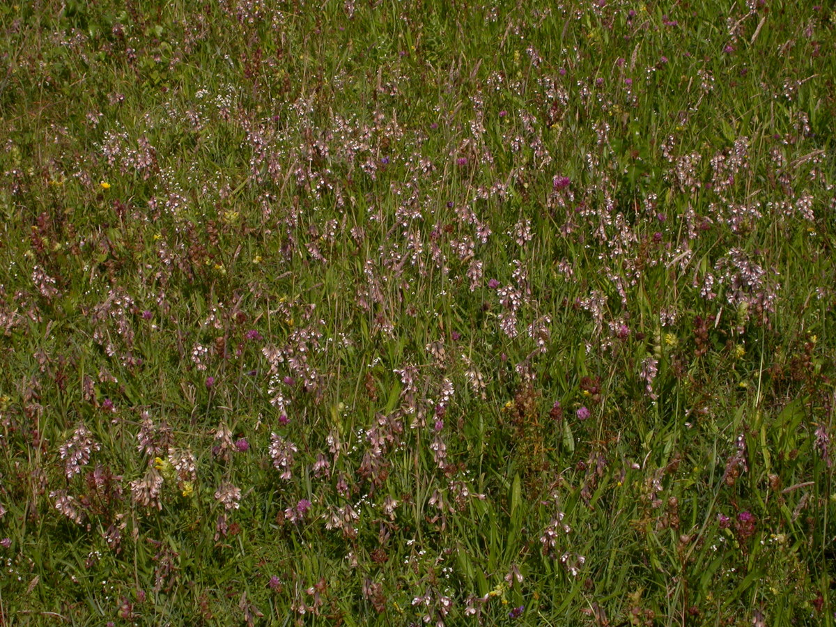 Epipactis palustris (door Peter Meininger)