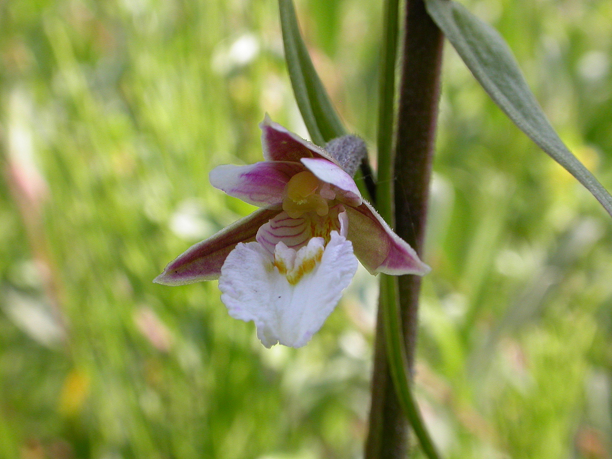 Epipactis palustris (door Peter Meininger)