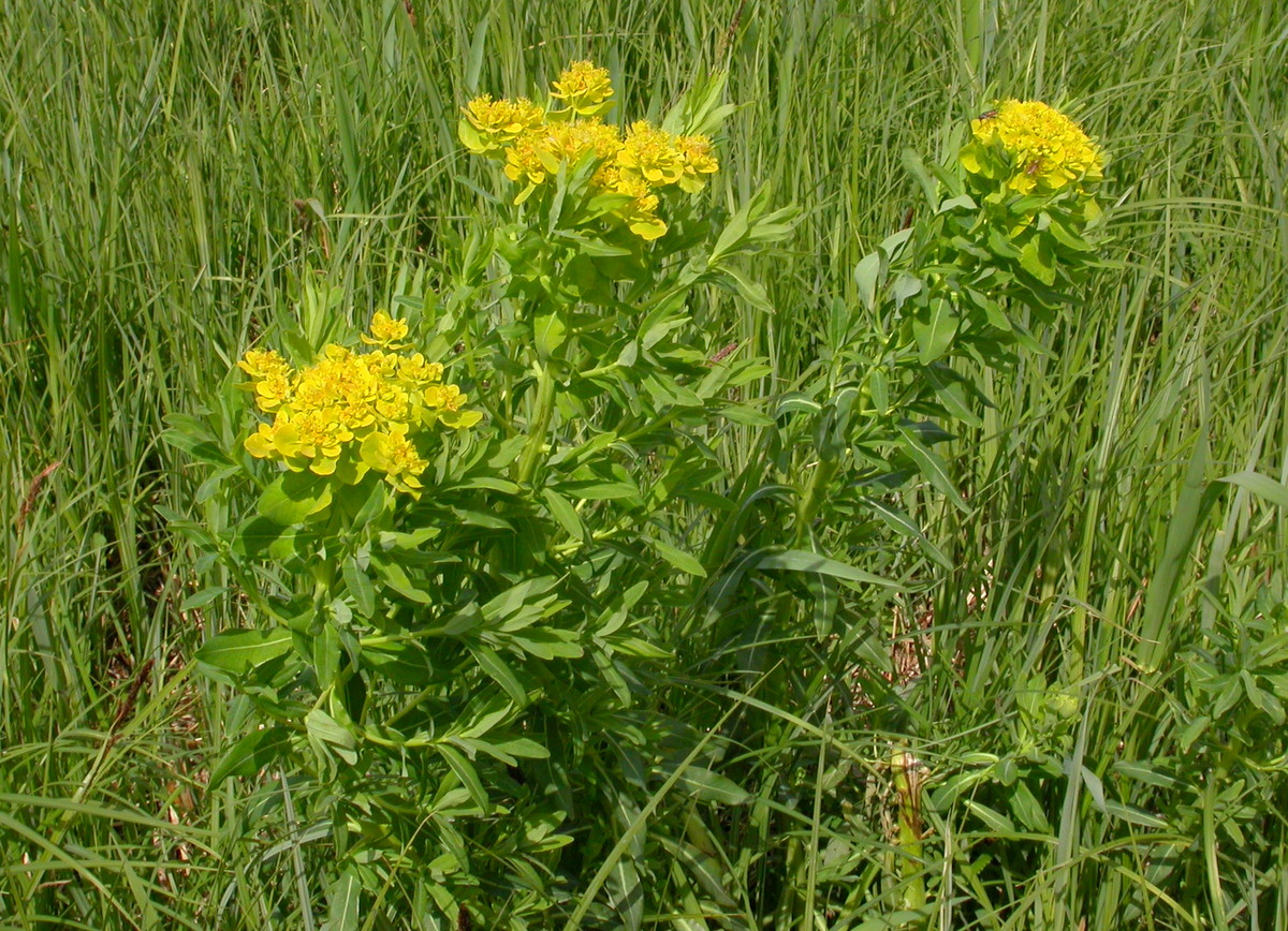 Euphorbia palustris (door Peter Meininger)