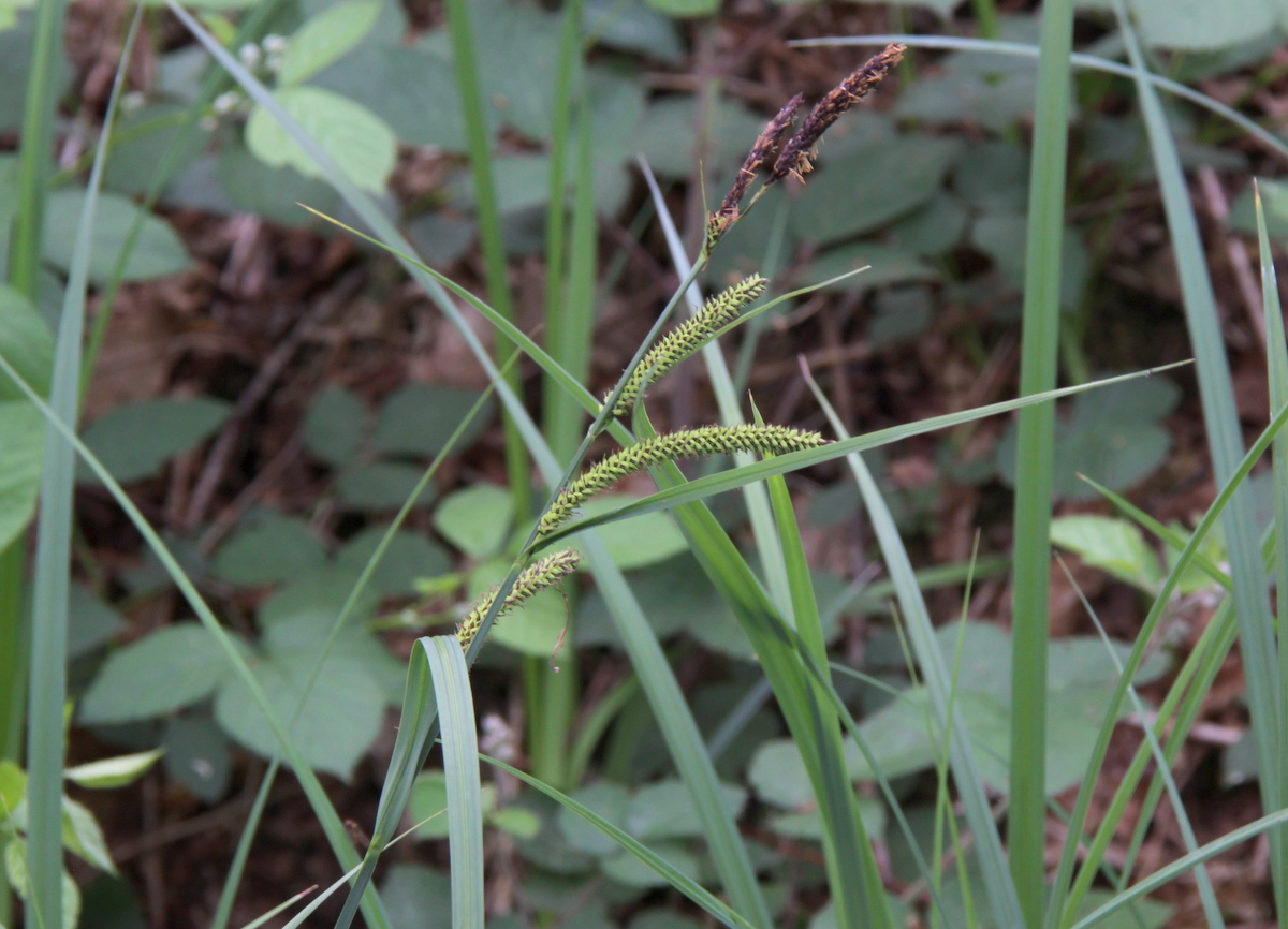 Carex acutiformis (door Peter Meininger)