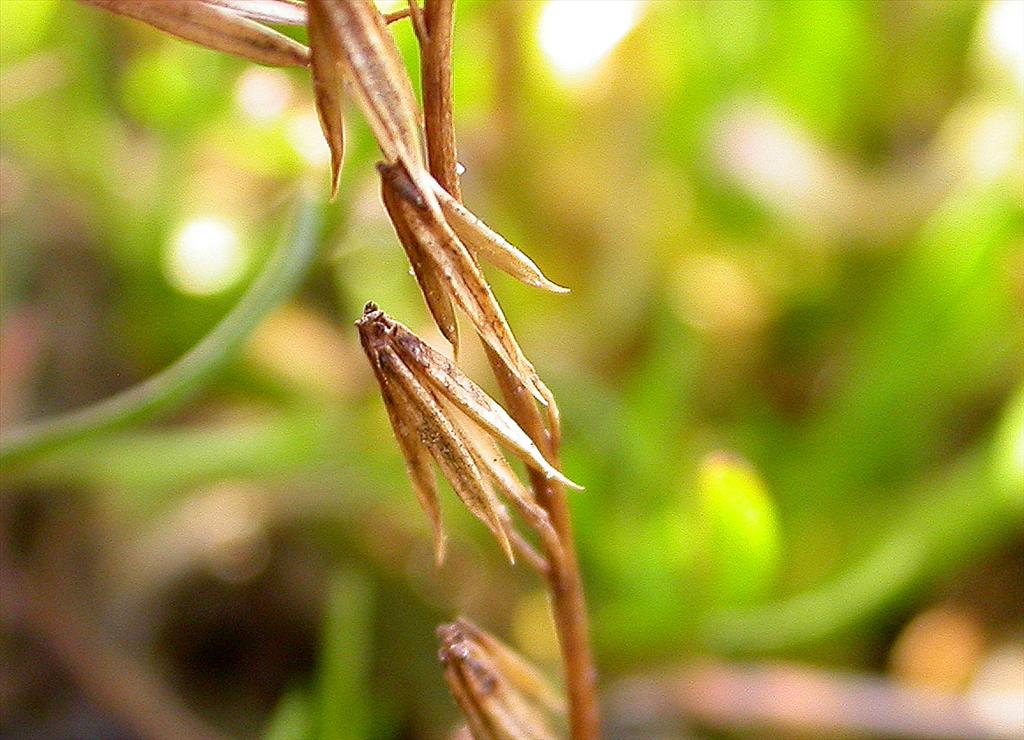 Triglochin palustris (door Peter Meininger)