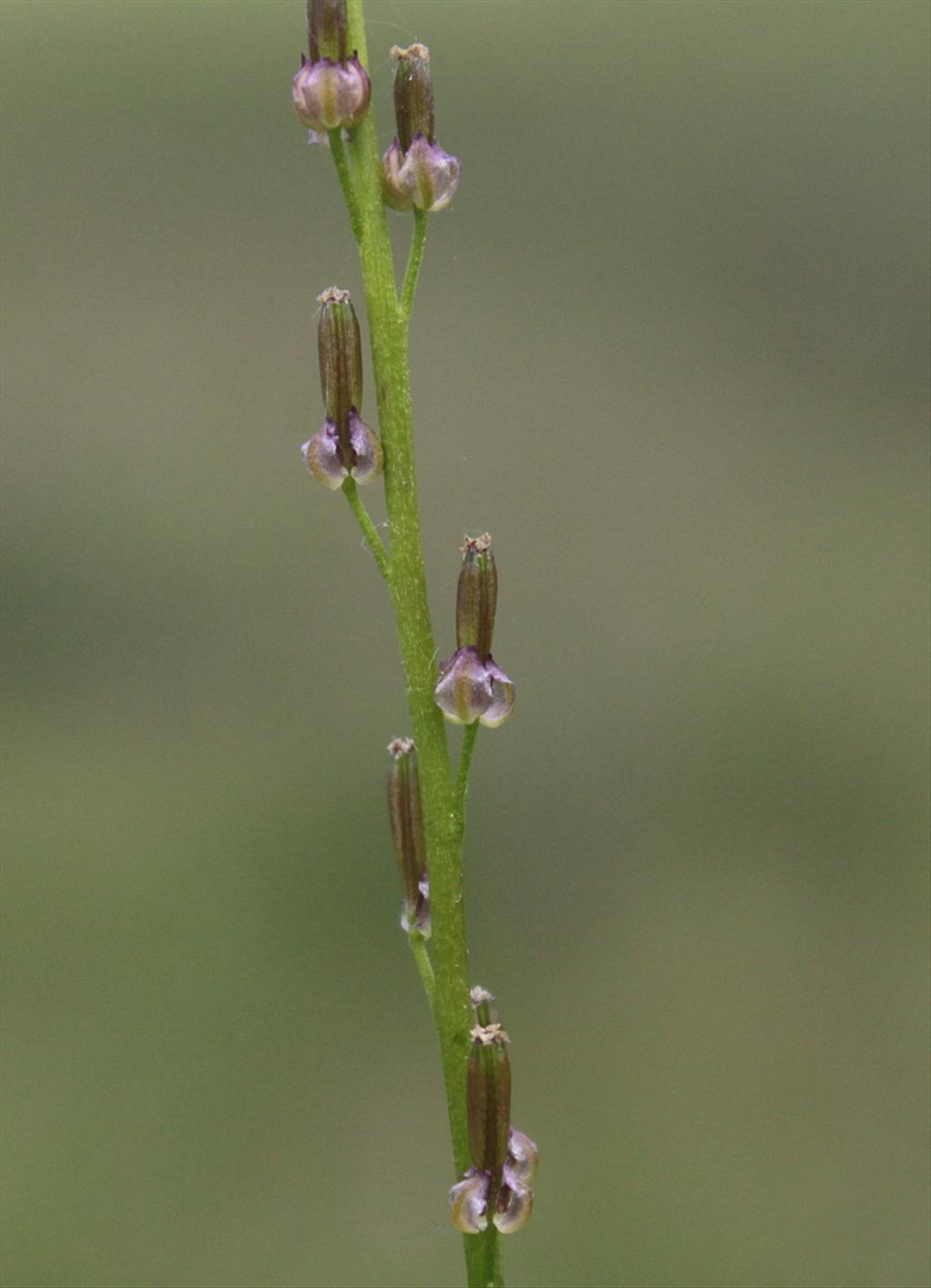Triglochin palustris (door Peter Meininger)