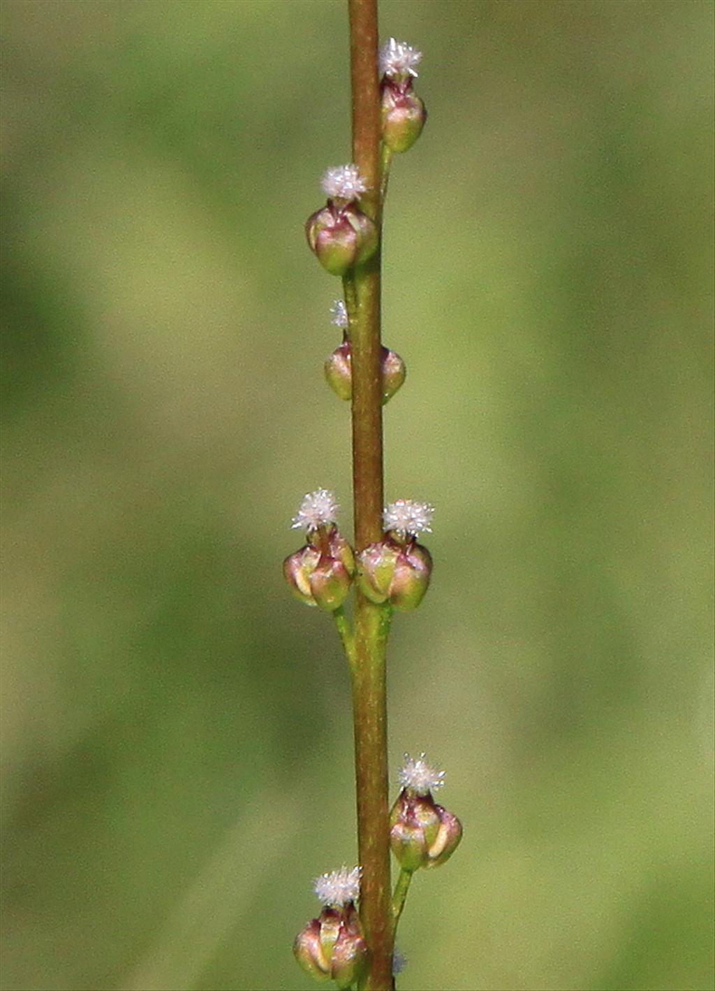 Triglochin palustris (door Peter Meininger)