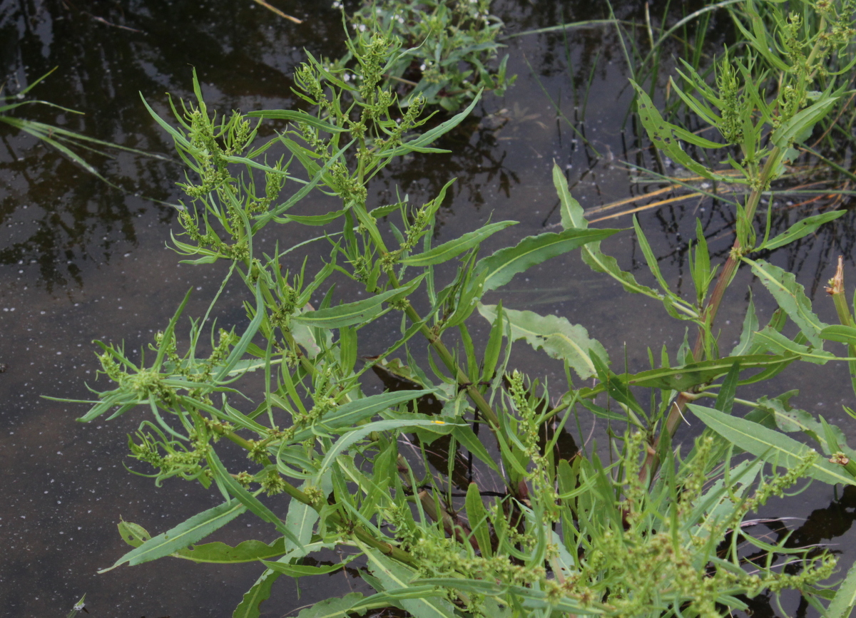 Rumex palustris (door Peter Meininger)