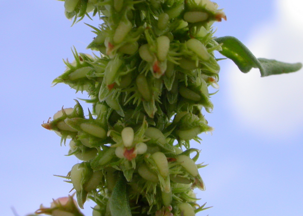 Rumex palustris (door Peter Meininger)