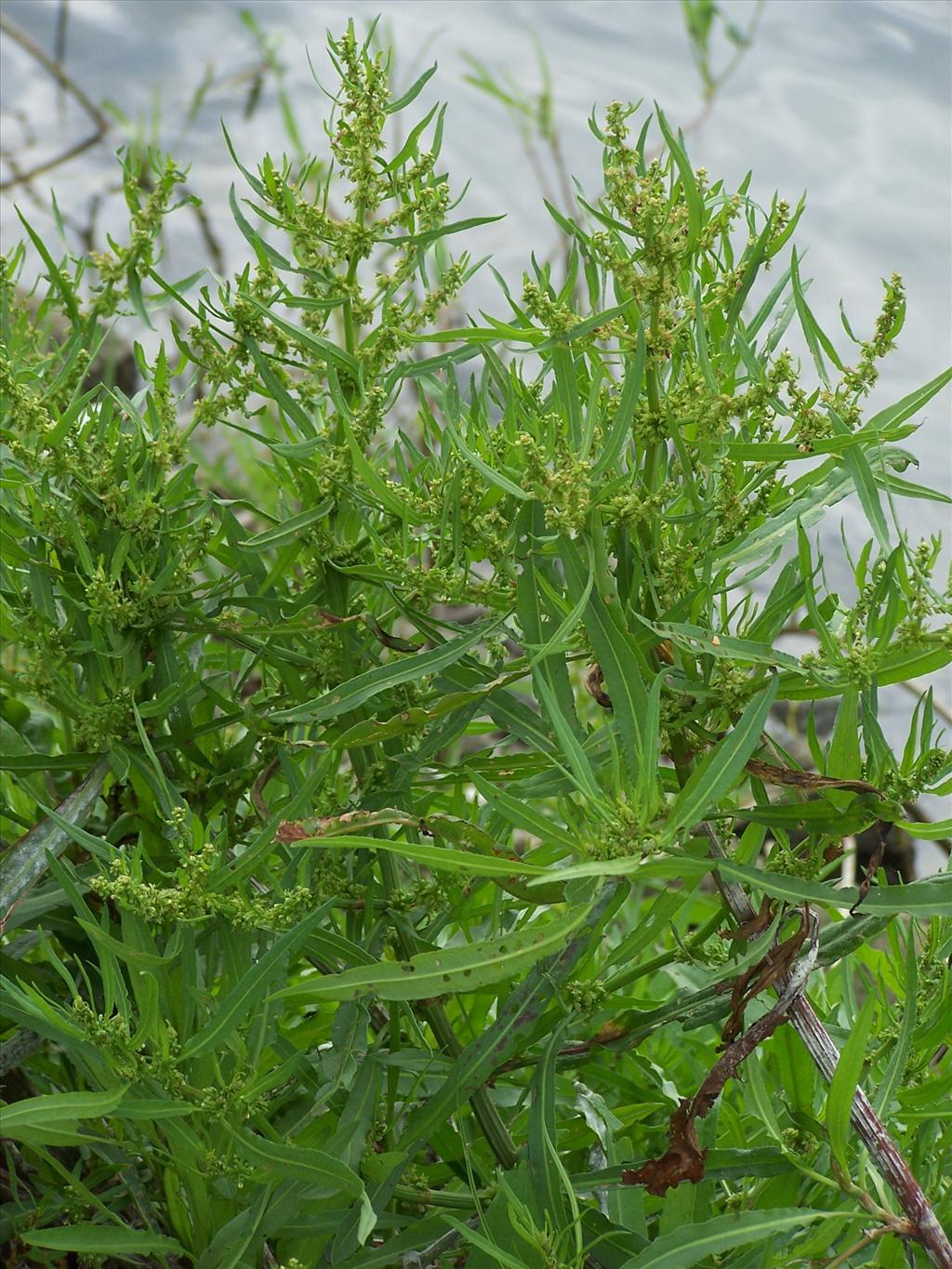 Rumex palustris (door Edwin Dijkhuis)