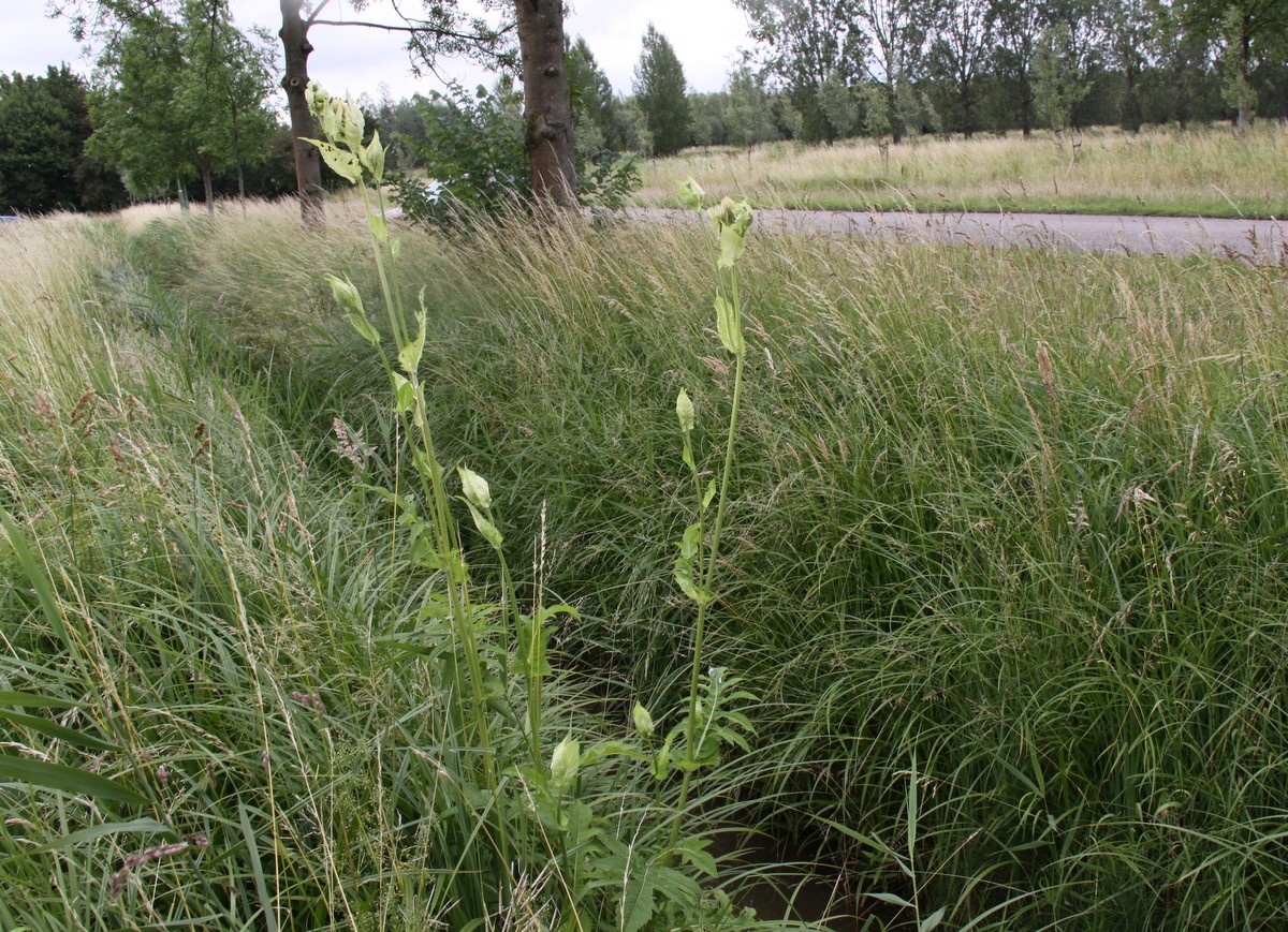 Cirsium oleraceum (door Peter Meininger)