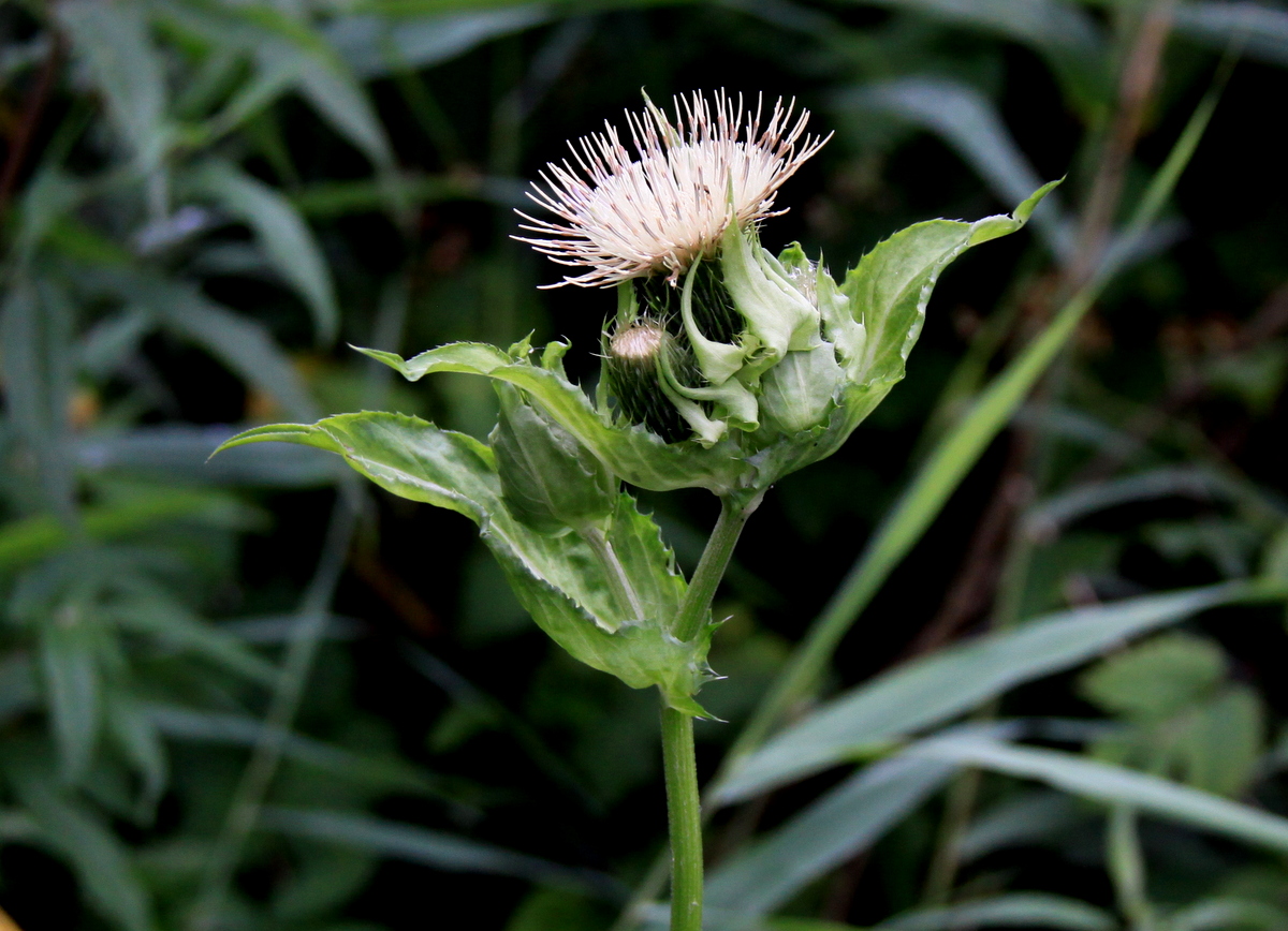 Cirsium oleraceum (door Peter Meininger)