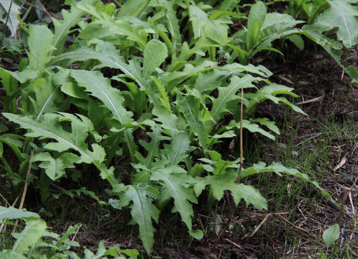 Cirsium oleraceum (door Peter Meininger)