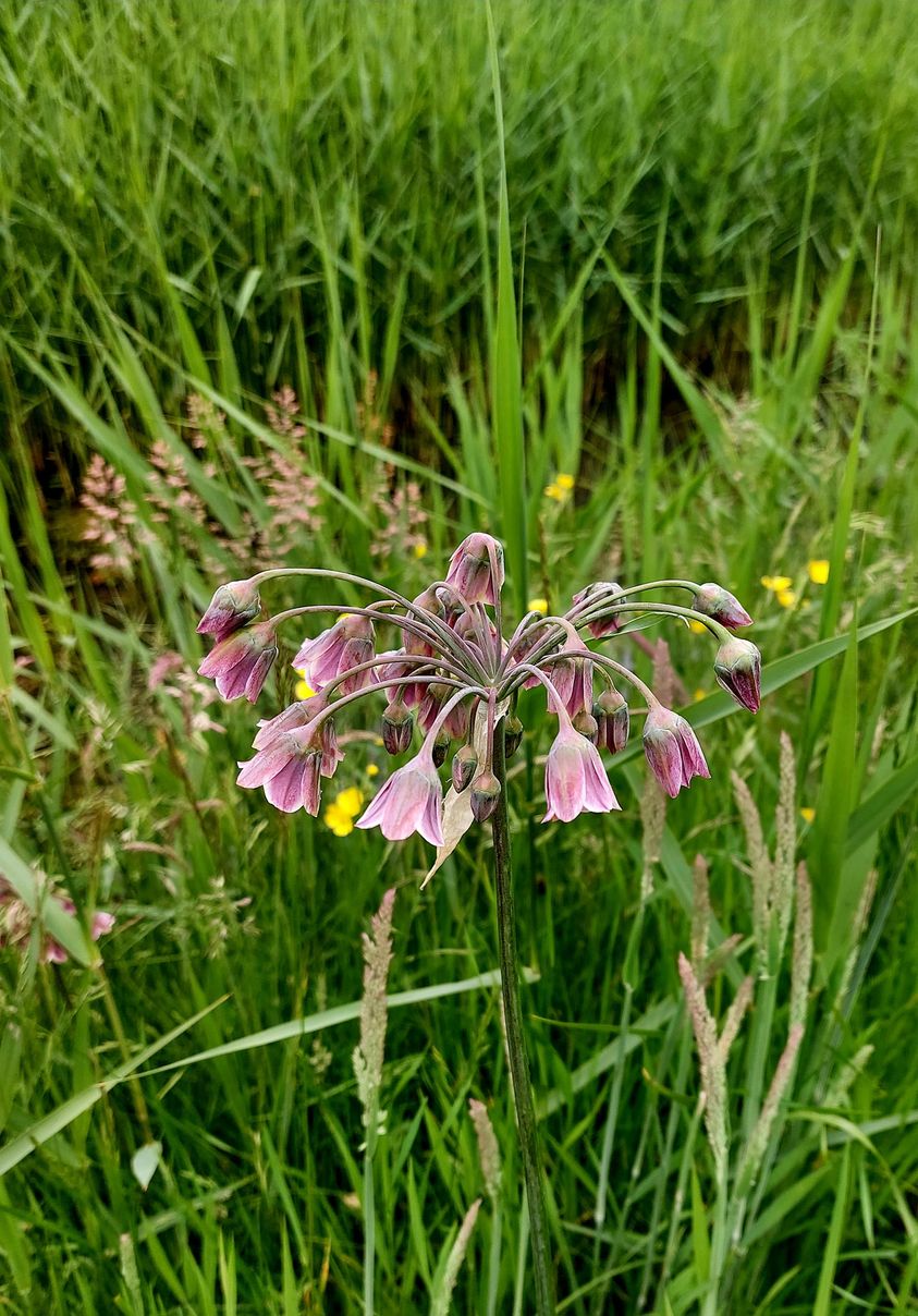 Allium siculum subsp. dioscoridis (door Agnes)