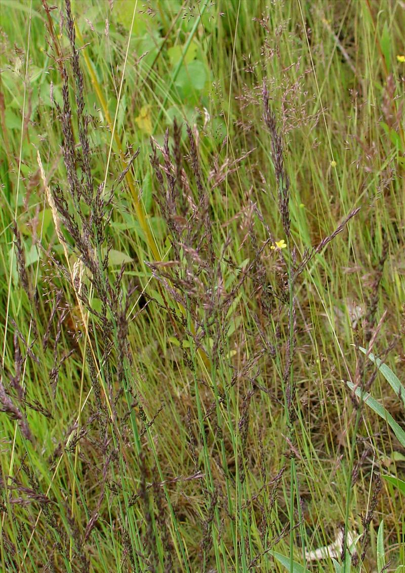 Molinia caerulea (door Adrie van Heerden)