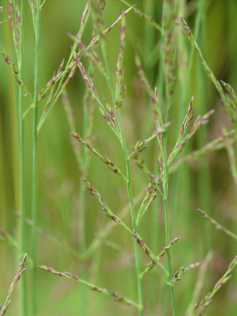 Molinia caerulea (door Adrie van Heerden)