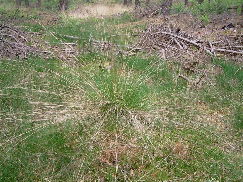 Molinia caerulea (door Adrie van Heerden)