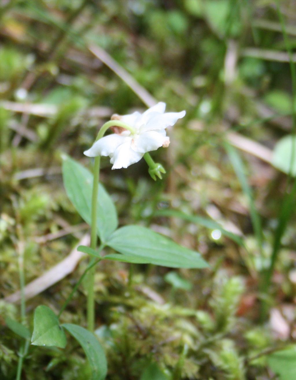 Moneses uniflora (door Fred Bos)