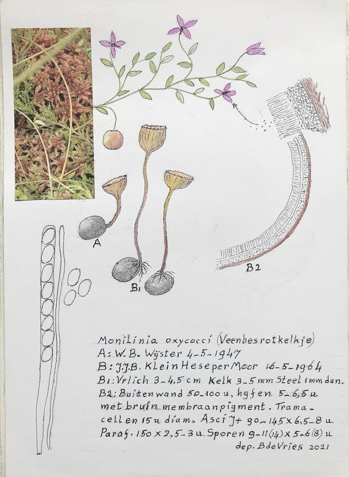 Monilinia oxycocci (door Bernhard de Vries)