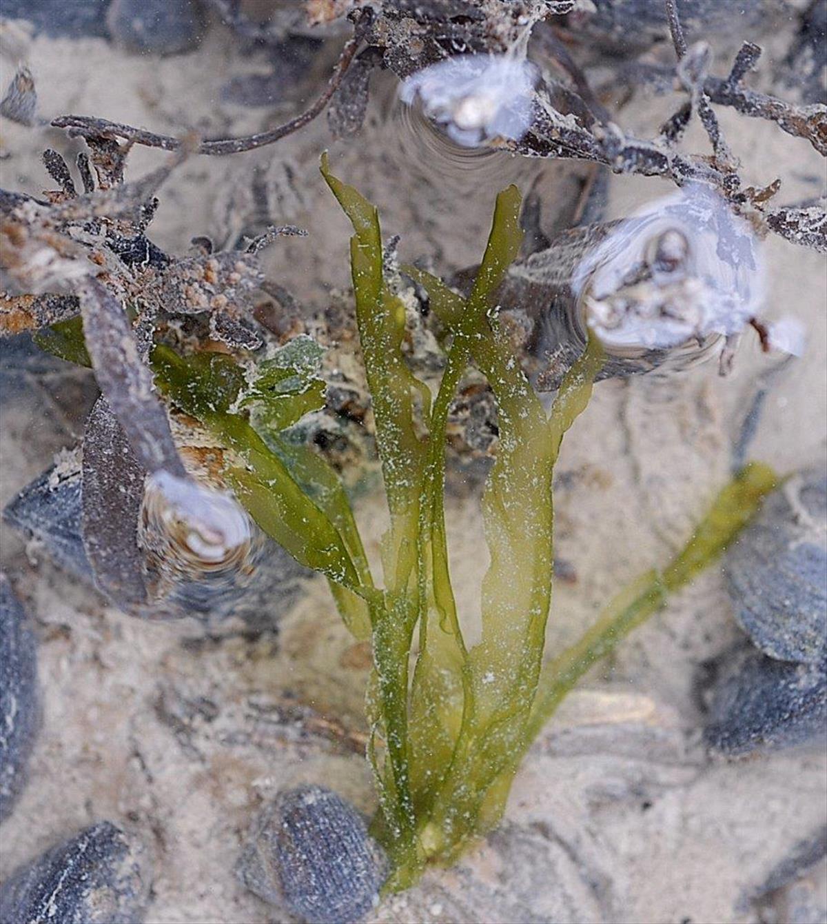 Monostroma grevillei (door Mart Karremans)