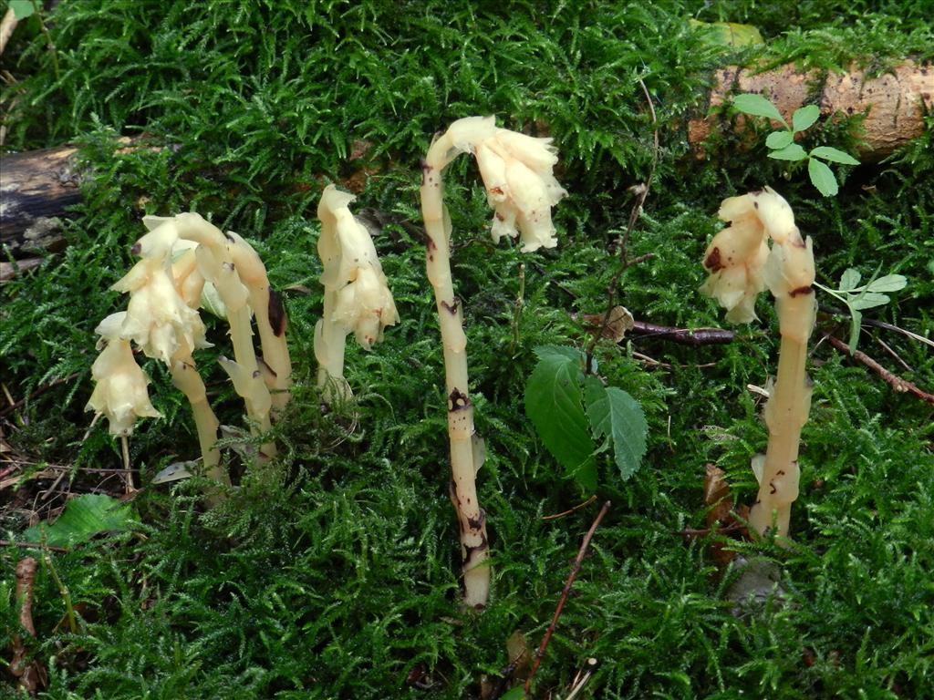 Monotropa hypopitys (door Jaap Wisman)