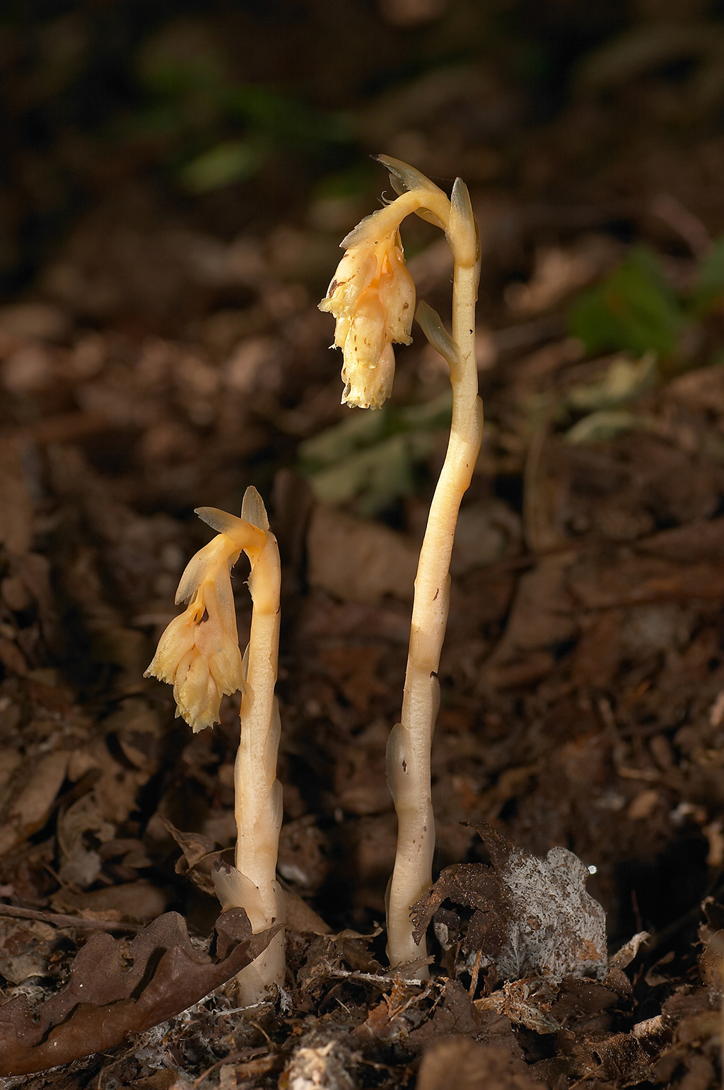 Monotropa hypopitys (door Bert Blok)