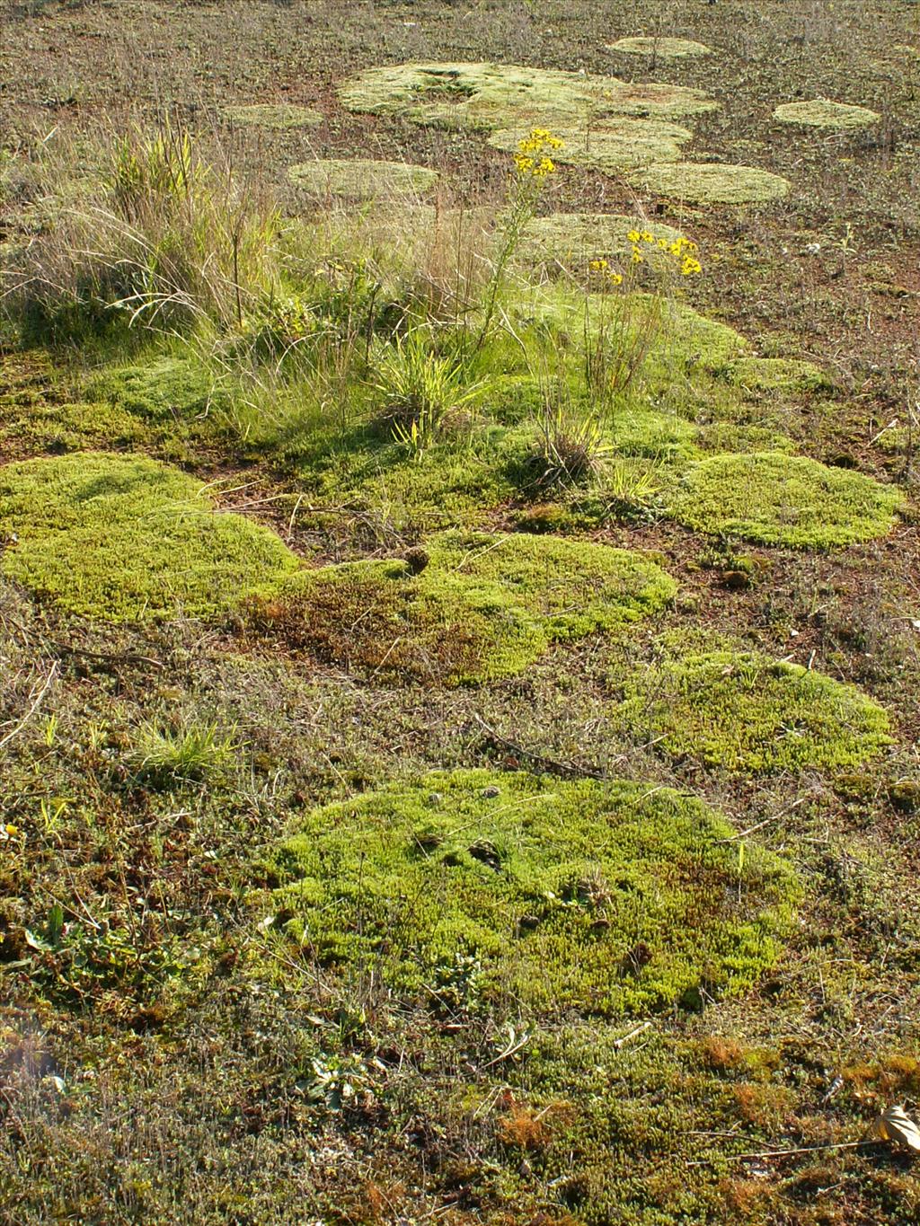 Polytrichum juniperinum (door Han Beeuwkes)