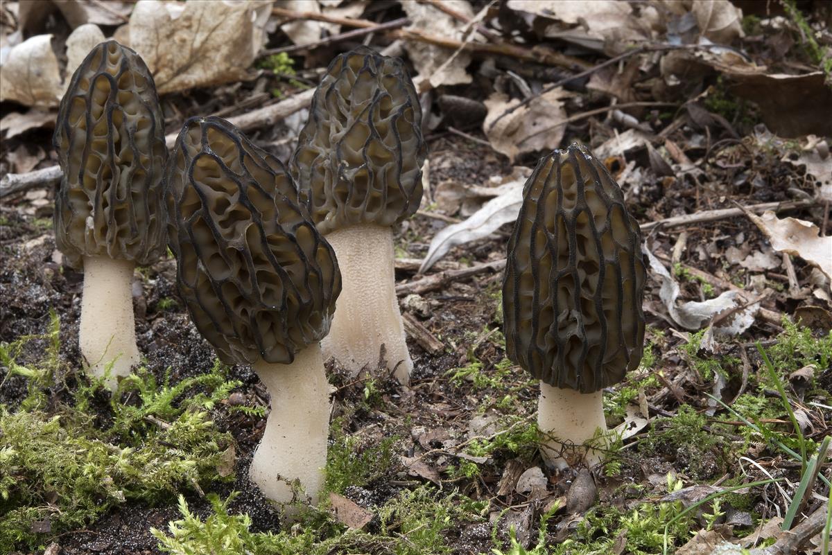 Morchella elata (door John den Daas)