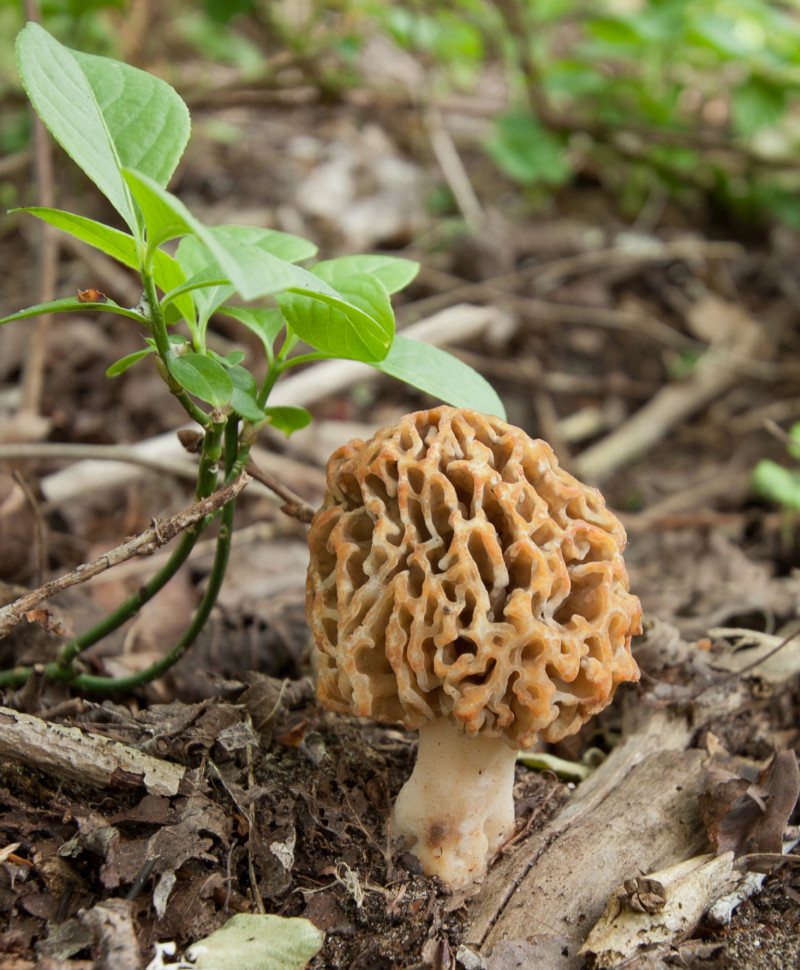 Morchella esculenta sl, incl. americana, vulgaris (door Aldert Gutter)