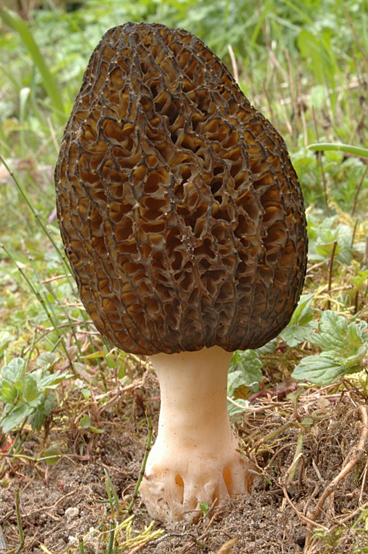 Morchella elata (door Nico Dam)