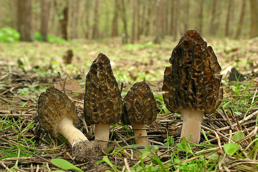 Morchella elata (door Henk Huijser)