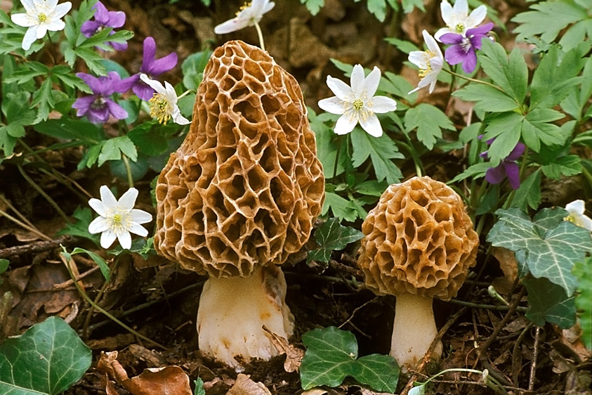 Morchella esculenta sl, incl. americana, vulgaris (door Henk Huijser)