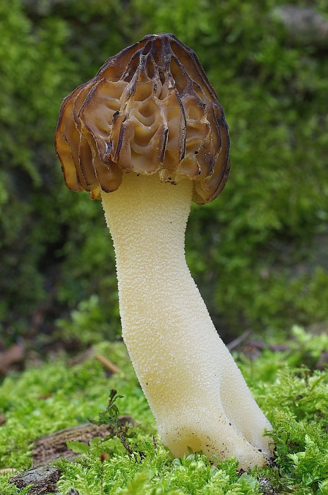 Mitrophora semilibera (door Gio van Bernebeek)