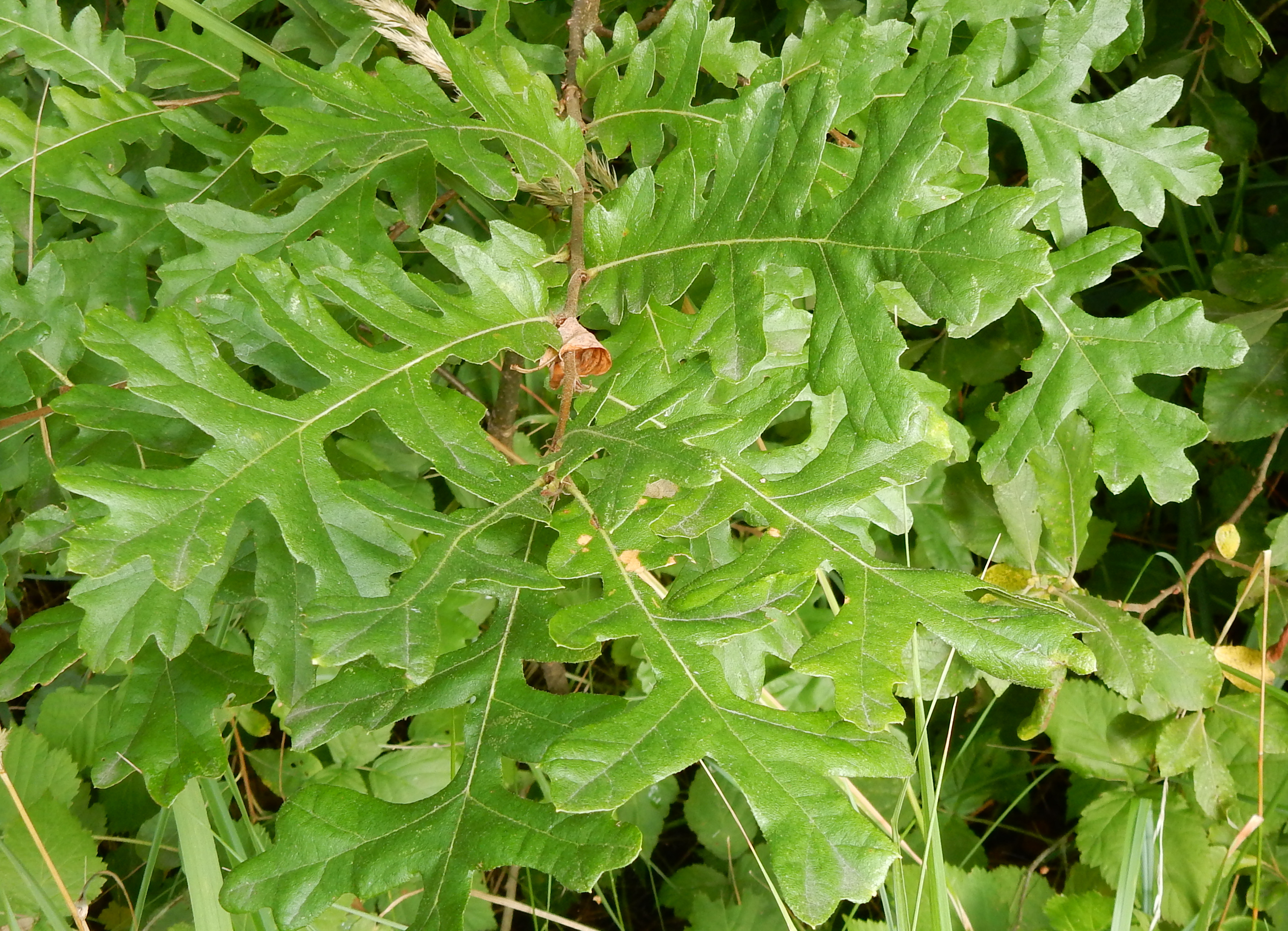 Quercus cerris (door Peter Meininger)