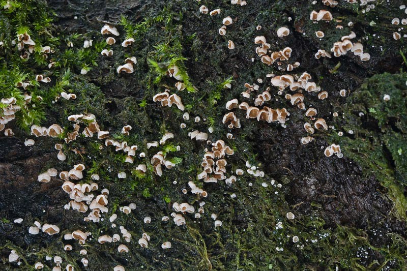 Chromocyphella muscicola (door Gerben Winkel)