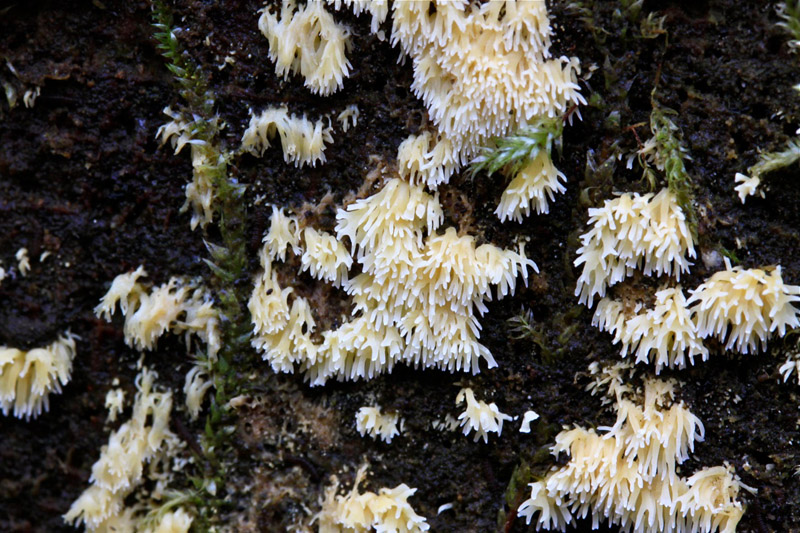 Mucronella calva (door Henriëtte Stuurman-Haije )