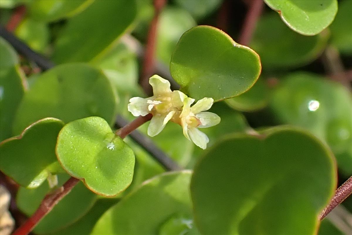 Muehlenbeckia complexa (door Aad van Diemen)