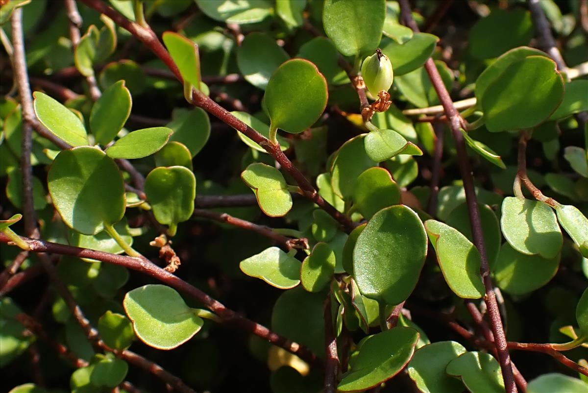 Muehlenbeckia complexa (door Aad van Diemen)