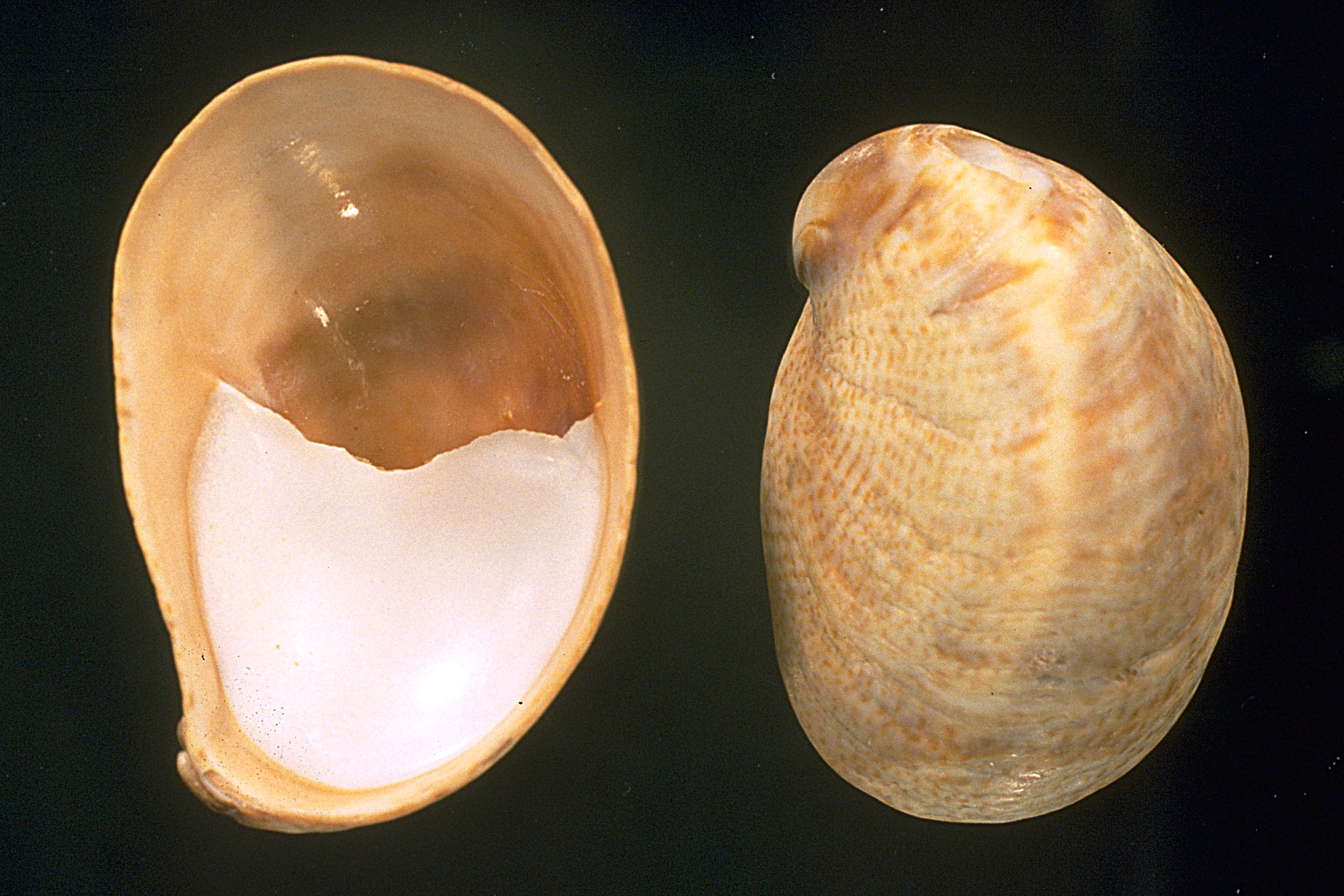 Crepidula fornicata (door Adriaan Gmelig Meyling Sr.)