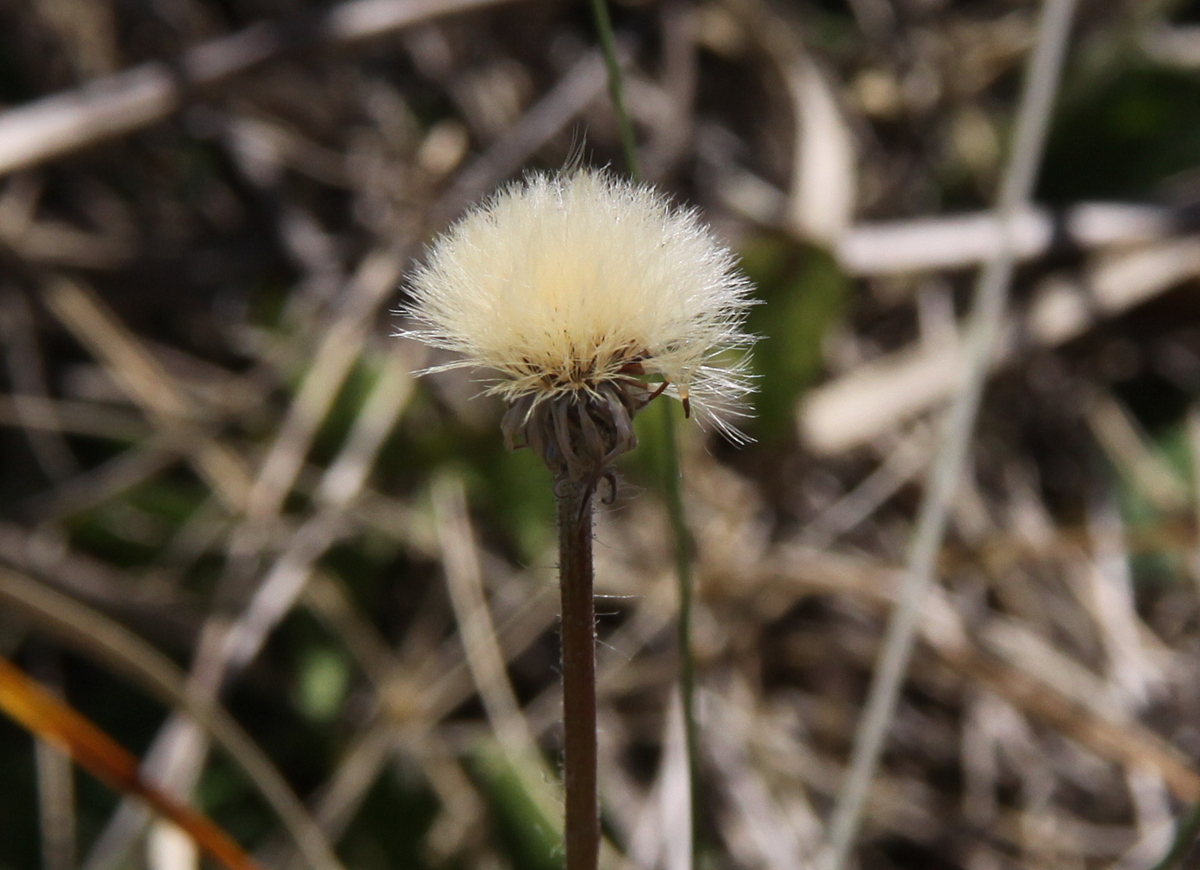 Pilosella officinarum (door Peter Meininger)