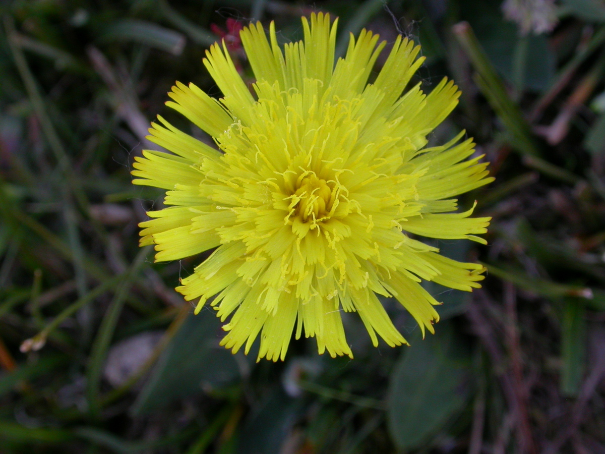 Pilosella officinarum (door Peter Meininger)