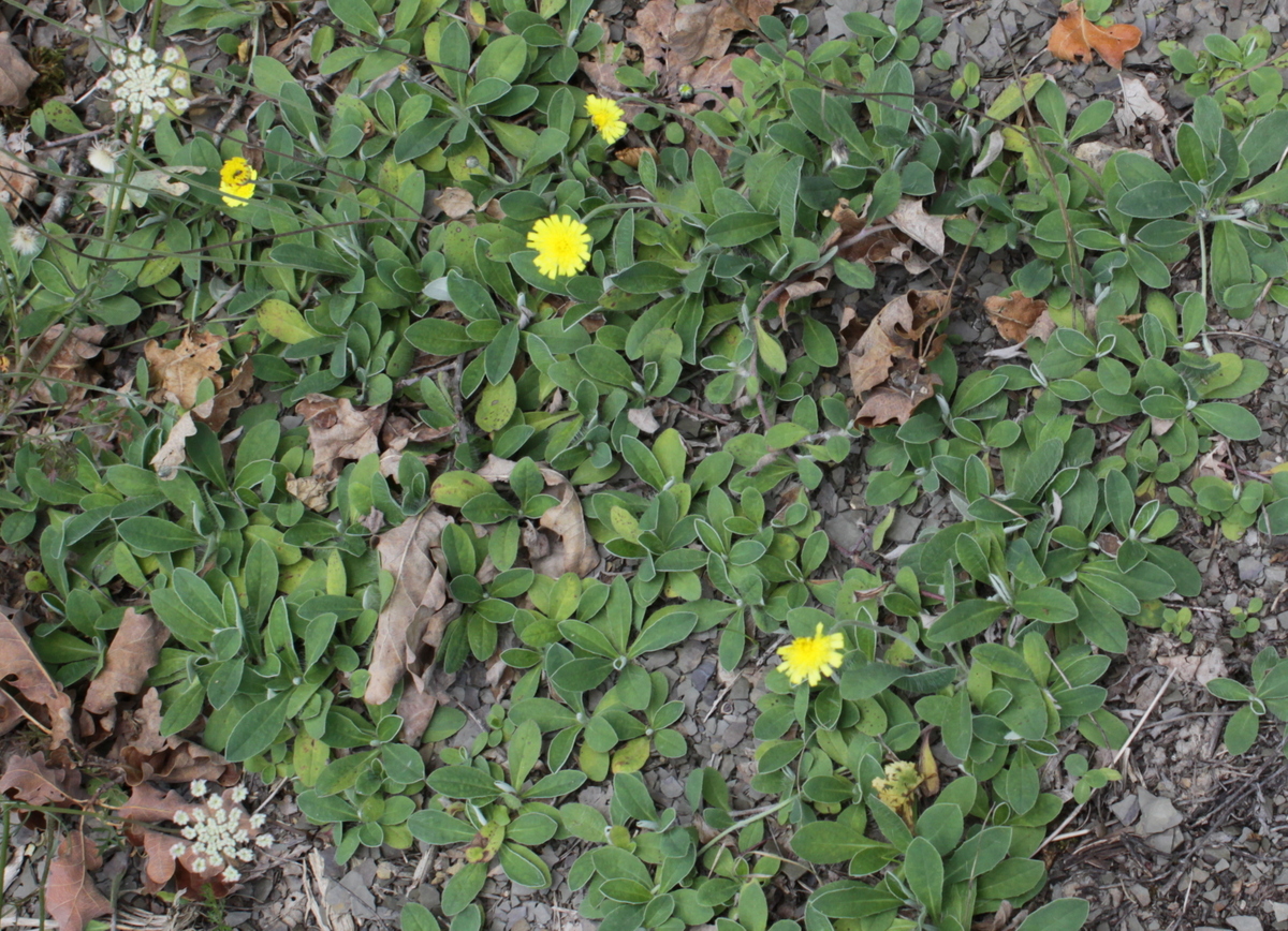 Pilosella officinarum (door Peter Meininger)