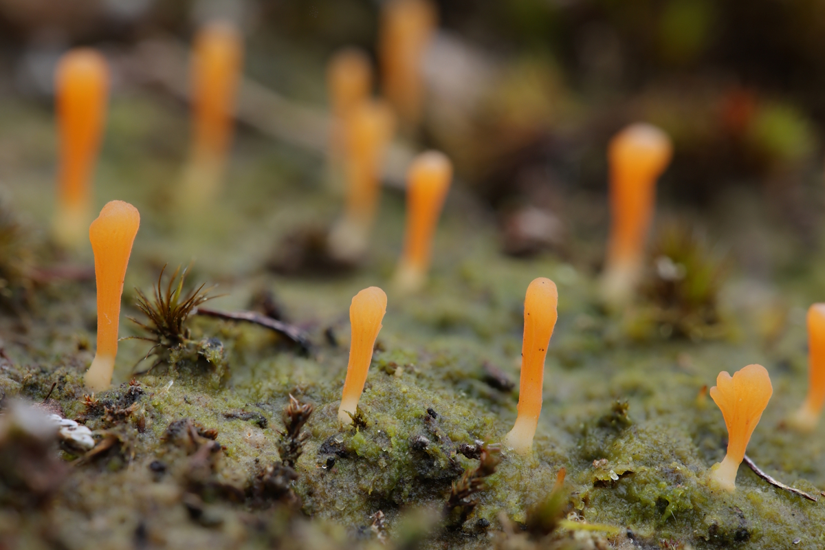 Multiclavula vernalis (door Henk-Jan van der Kolk)